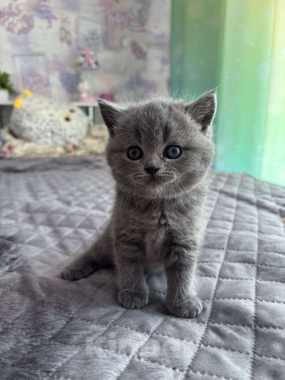 Кошки в Батайске: Продаю котят Разнополые, 5 000 руб. - фото 2