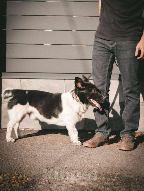 Собаки в Москве: Ласковый коротколапый пёс в добрые руки! Мальчик, Бесплатно - фото 3