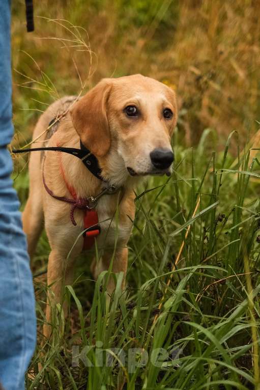 Собаки в Санкт-Петербурге: Русская гончая, щенок Рона из приюта Девочка, Бесплатно - фото 7