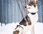 Собаки в Котельнике: Изящная красавица Дарси в поисках дома! Девочка, Бесплатно - фото 5