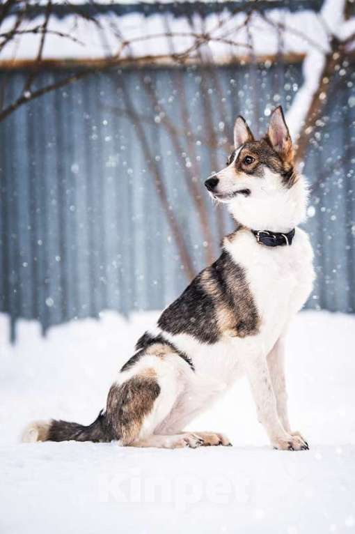 Собаки в Котельнике: Изящная красавица Дарси в поисках дома! Девочка, Бесплатно - фото 5