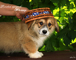 Собаки в Мытищах: Щенки вельш-корги пемброк Мальчик, 90 000 руб. - фото 4