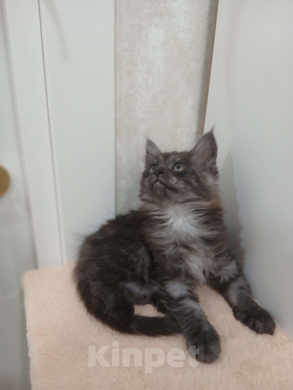 Кошки в Москве: Мейн кун котенок Девочка, Бесплатно - фото 3