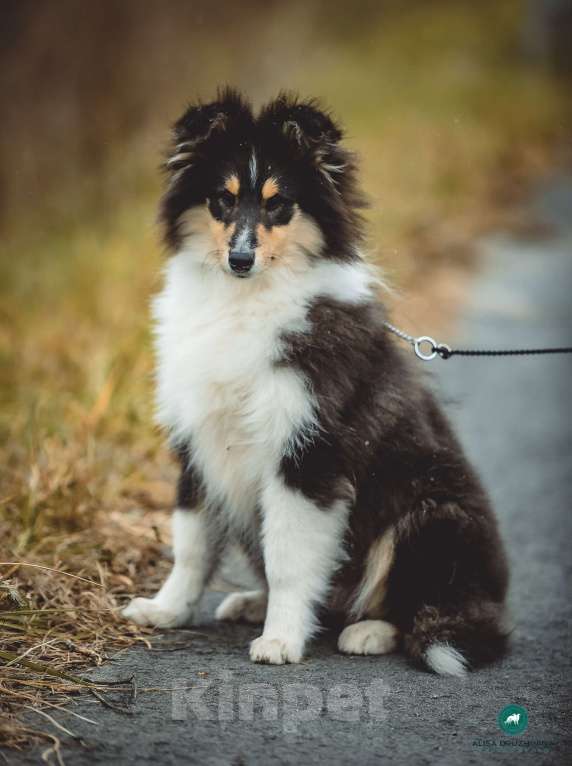 Собаки в других городах Свердловской области: Колли Вассаби, нежная девочка Девочка, 60 000 руб. - фото 3