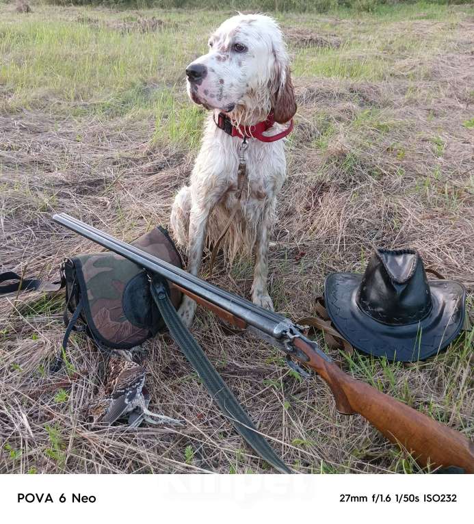 Собаки в Лакинске: Продам щенков английского сеттера.  Девочка, 60 000 руб. - фото 4