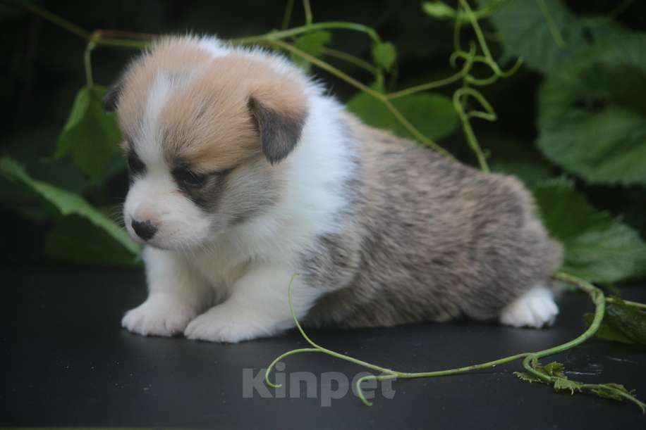 Собаки в других городах Московской области: Гуль-Дара Жулиан Мальчик, Бесплатно - фото 2
