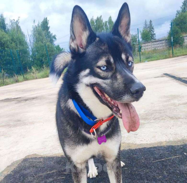 Собаки в Москве: Хозяева выкинули Джуну к остановке Девочка, Бесплатно - фото 3