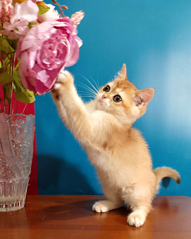 Шотландский котёнок