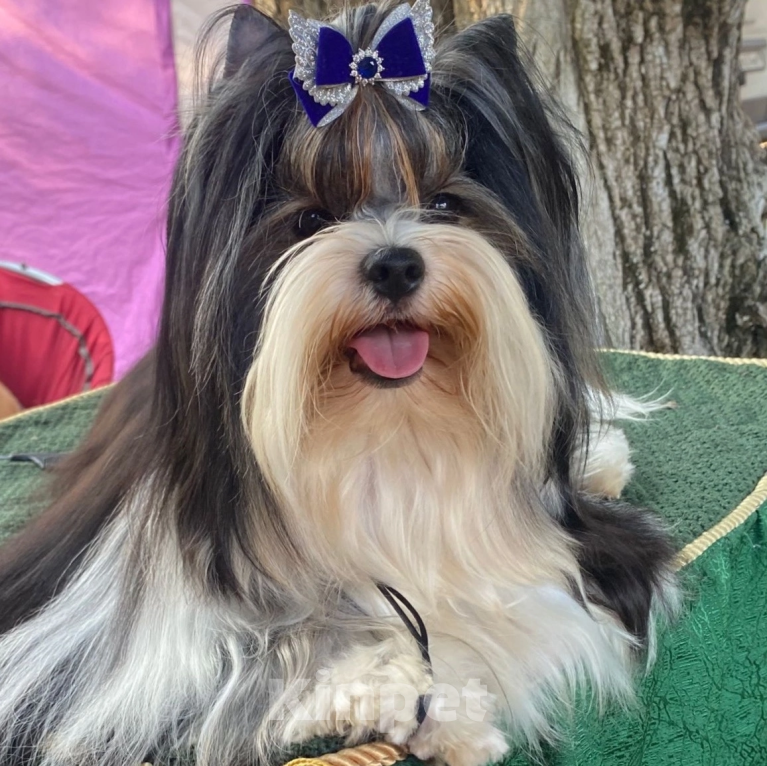 Собаки в Челябинске: Бивер для вязки Мальчик, Бесплатно - фото 4