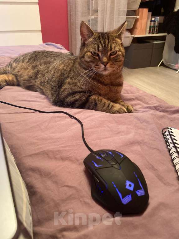 Кошки в Щербинке: Потерялся кот (помесь с британцем) Мальчик, 5 000 руб. - фото 2