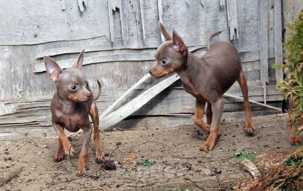 Собаки в Волгограде: Лиловые мальчики мини Мальчик, 30 000 руб. - фото 4