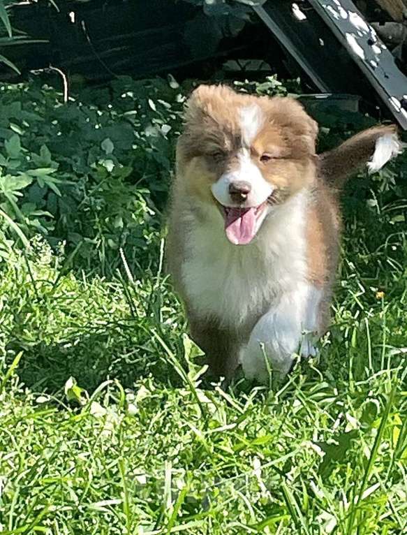 Собаки в Санкт-Петербурге: Щенки Аусси ( Австралийская овчарка) Девочка, 80 000 руб. - фото 4