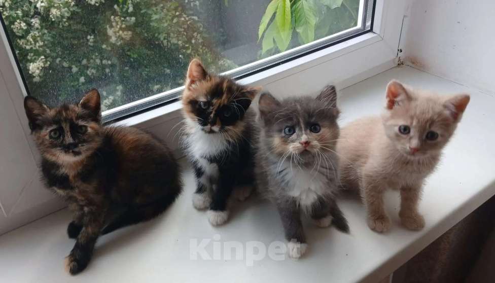 Кошки в других городах Ставропольского края: Отдам в добрые руки Девочка, Бесплатно - фото 1