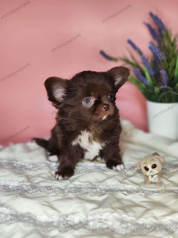 Собаки в Москве: Шоколадный мальчик Мальчик, 40 000 руб. - фото 6