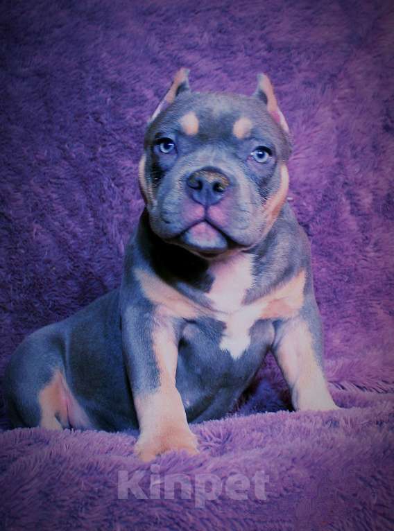 Собаки в Москве: Муся Девочка, 90 000 руб. - фото 6