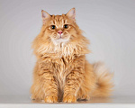 Кошки в Москве: Очаровательный рыжий котик Лютик ищет дом Мальчик, Бесплатно - фото 1