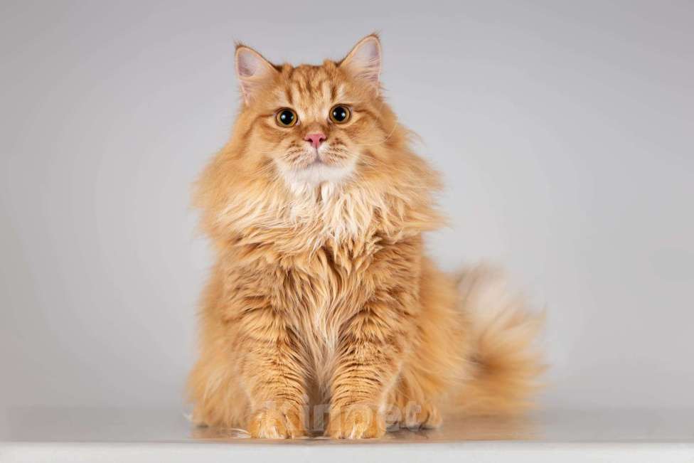 Кошки в Москве: Очаровательный рыжий котик Лютик ищет дом Мальчик, Бесплатно - фото 1