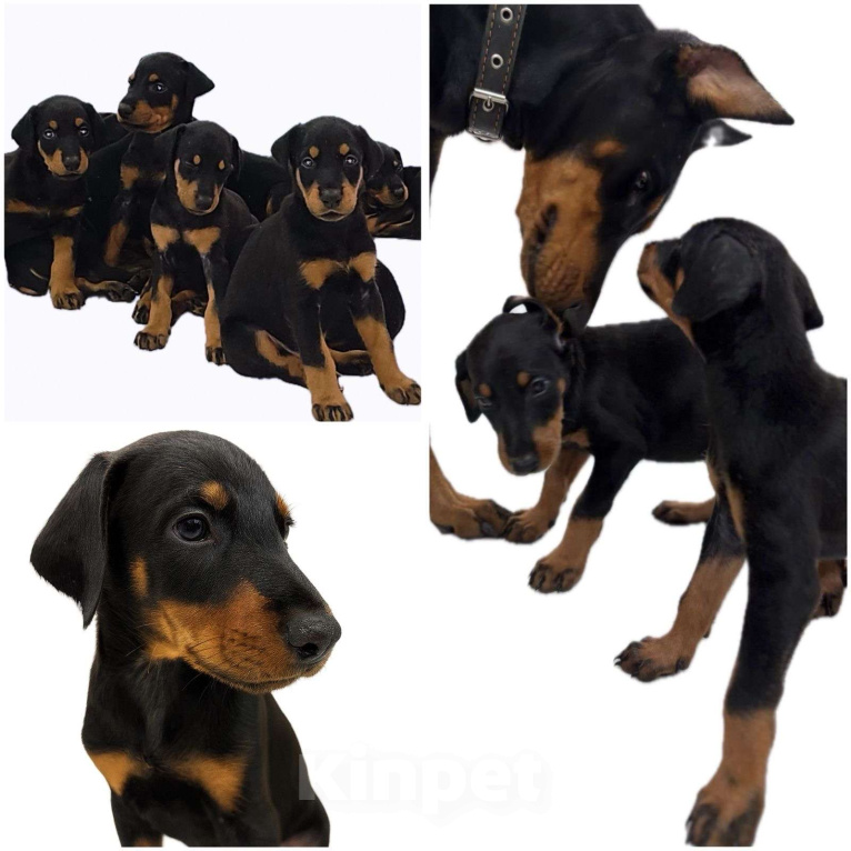 Собаки в других городах Ростовской области: Щенки добермана  Мальчик, 30 000 руб. - фото 1