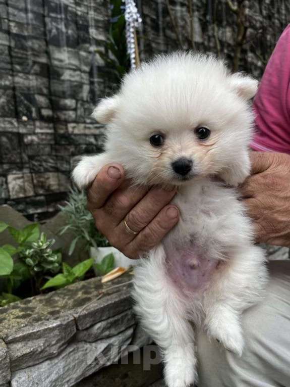 Собаки в других городах Краснодарского края: Мини шпиц  Мальчик, 20 000 руб. - фото 2