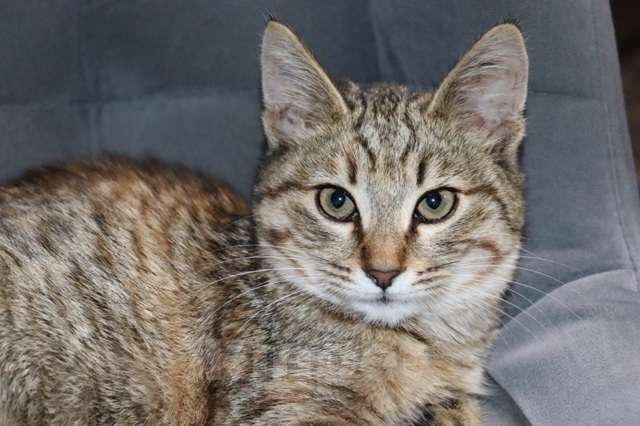 Кошки в Москве: Кристи ищет семью Девочка, Бесплатно - фото 5