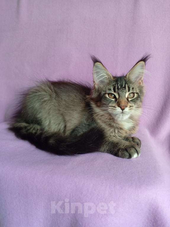 Кошки в Краснодаре: Котёнок мейн-кун, с документами. Девочка, 20 000 руб. - фото 8