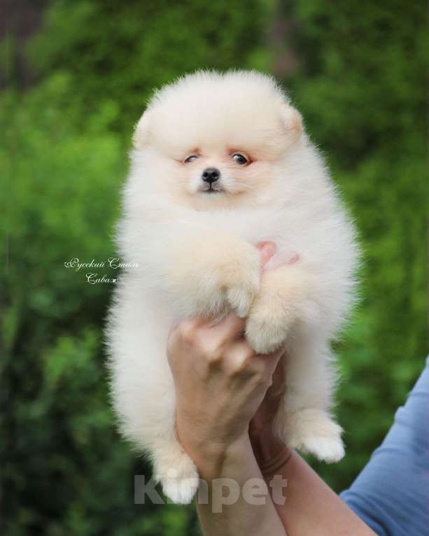 Собаки в Москве: Щенки шпица малые Мальчик, 40 000 руб. - фото 6