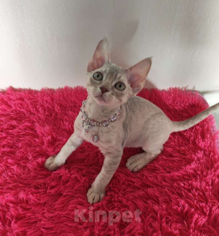 Кошки в Горячем Ключе: Котенок Девон Рекс девочка лиловая табби Девочка, 60 000 руб. - фото 5