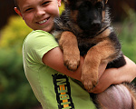 Собаки в Раменском: Шикарная девочка со стандартной шерстью  Девочка, 50 000 руб. - фото 7