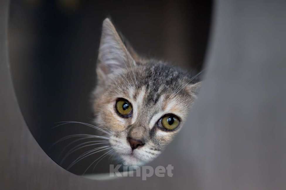 Кошки в Москве: Пиклс Мальчик, Бесплатно - фото 4