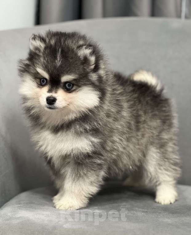 Собаки в Санкт-Петербурге: Шикарный мальчик помски Мальчик, 150 000 руб. - фото 2