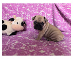 Собаки в Санкт-Петербурге: Французский бульдог щенки Мальчик, 60 000 руб. - фото 5