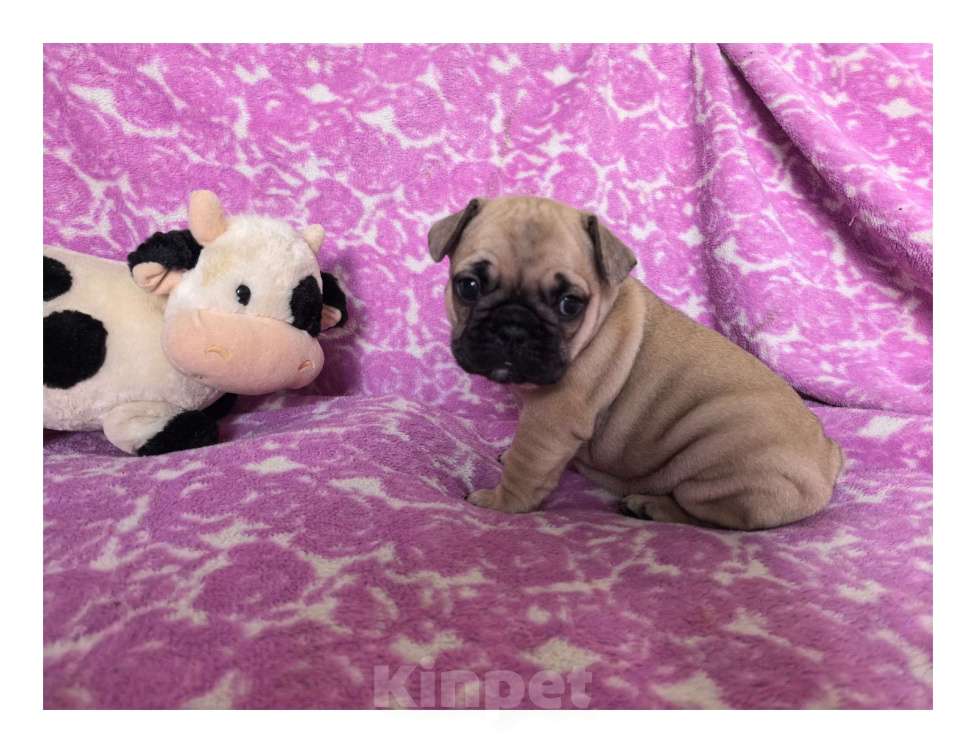 Собаки в Санкт-Петербурге: Французский бульдог щенки Мальчик, 60 000 руб. - фото 5