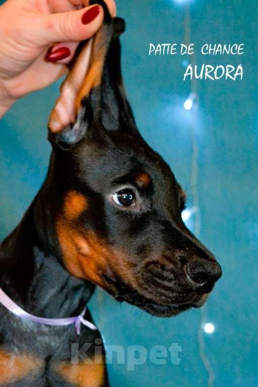 Собаки в Санкт-Петербурге: Щенок добермана Аврора Девочка, 90 000 руб. - фото 1