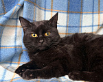 Кошки в Москве: Роскошная черная кошечка Лилу в добрые руки Девочка, Бесплатно - фото 1