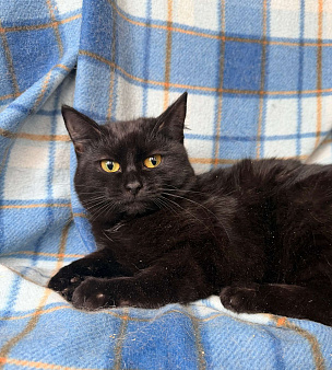 Роскошная черная кошечка Лилу в добрые руки
