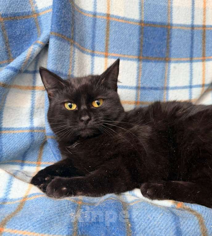 Кошки в Москве: Роскошная черная кошечка Лилу в добрые руки Девочка, Бесплатно - фото 1