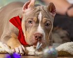 Собаки в Москве: Американский булли классик  Девочка, 150 000 руб. - фото 3