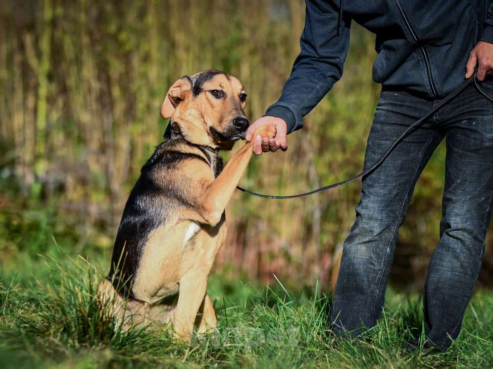 Собаки в Москве: Домашняя собака в добрый руки Мальчик, Бесплатно - фото 2