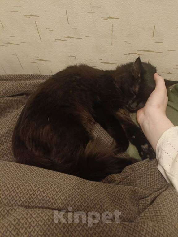 Кошки в Перми: Котёнок в добрые руки Девочка, Бесплатно - фото 4