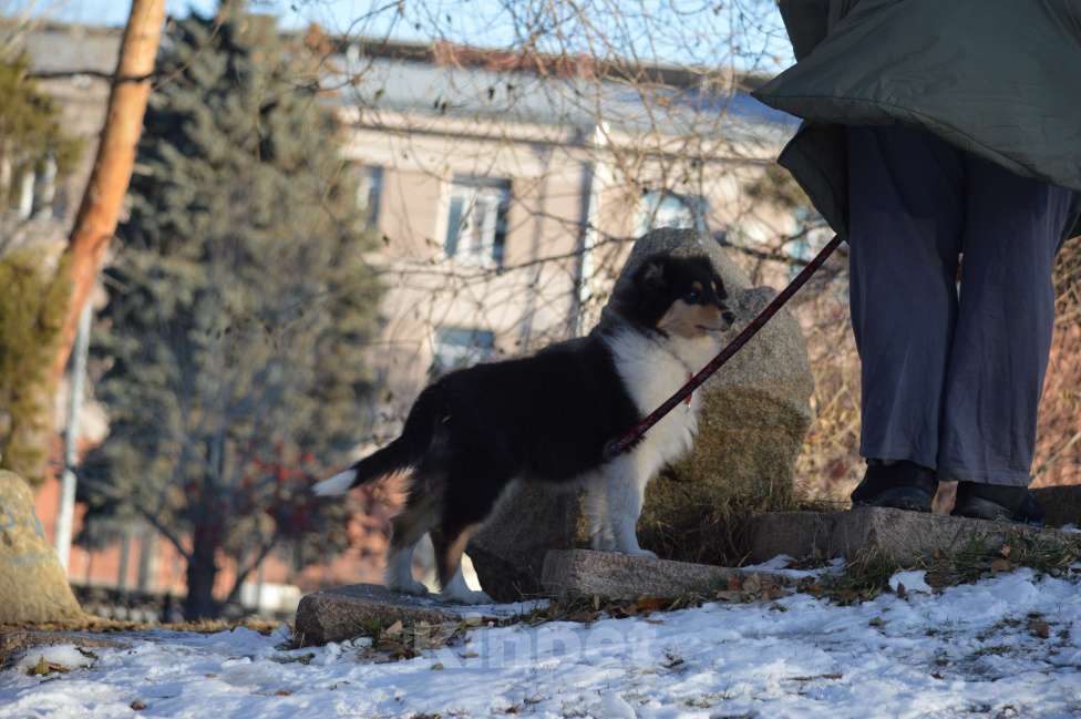 Собаки в Челябинске: Колли триколорного окраса Девочка, Бесплатно - фото 5