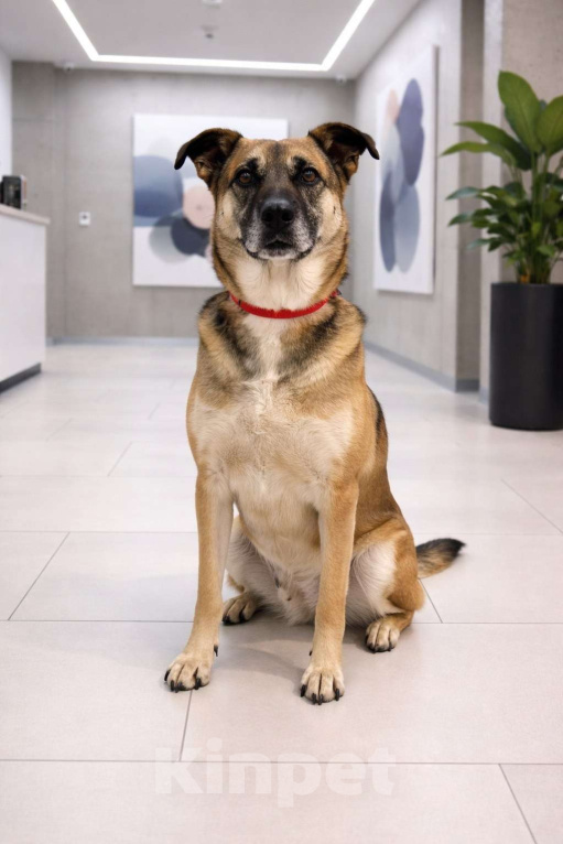 Собаки в Москве: Девочка Банди ищет дом Девочка, Бесплатно - фото 5