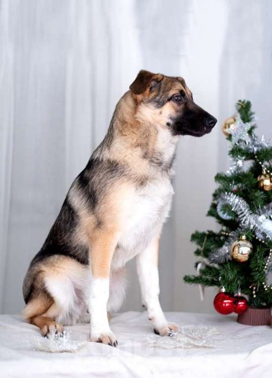 Собаки в Москве: Посмотрите в эти глаза! Щенок Вега хочет домой! Девочка, Бесплатно - фото 6