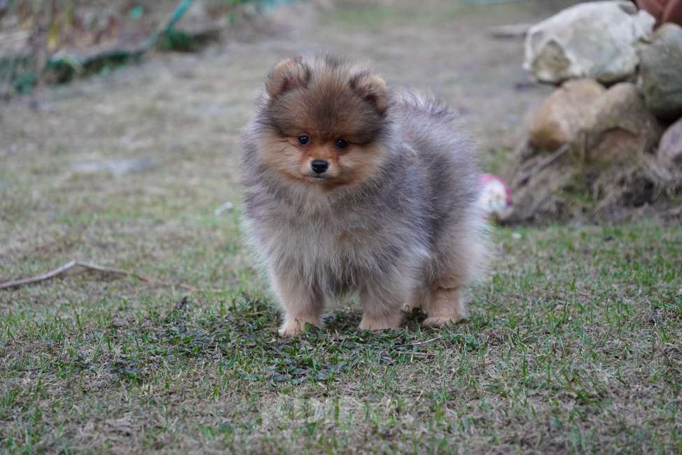 Собаки в Москве: Шпиц Мальчик, 25 000 руб. - фото 1