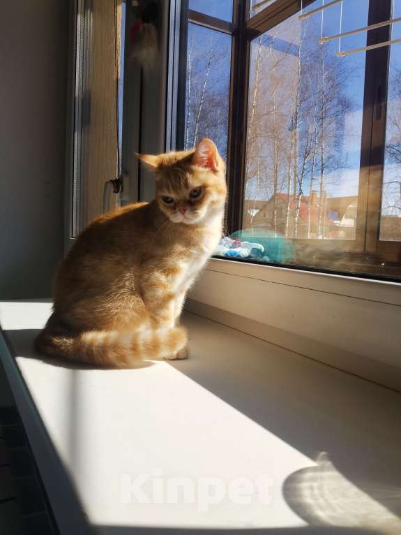 Кошки в Москве: Шотландские котята  Девочка, 15 000 руб. - фото 2