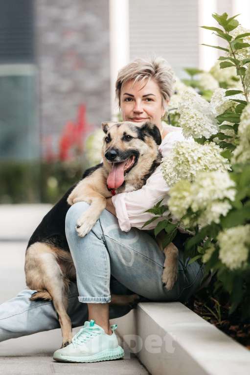 Собаки в Москве: Чудо Денди ищет дом Мальчик, Бесплатно - фото 5