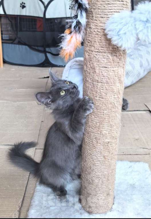 Кошки в Москве: Маленькая Дымка ищет семью! Девочка, Бесплатно - фото 9