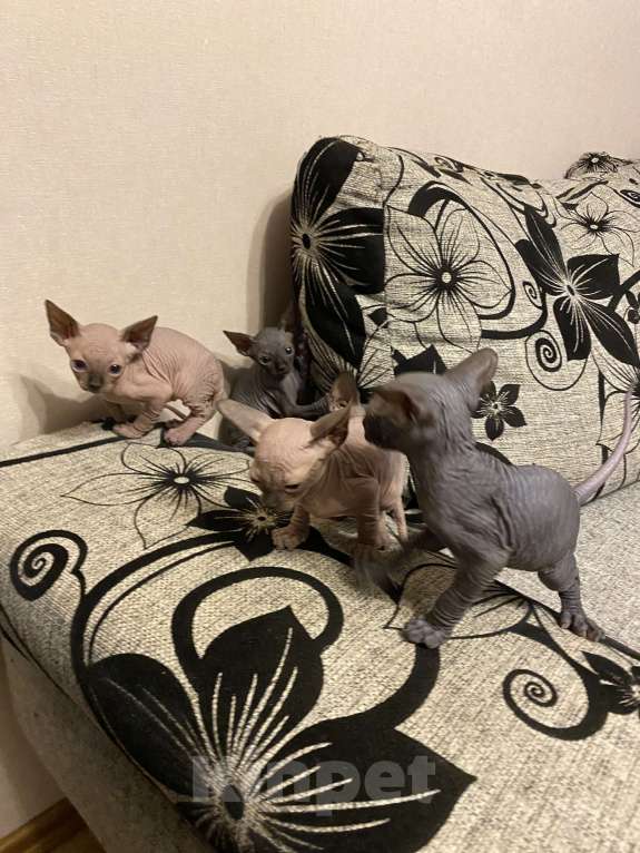 Кошки в Белгороде: Кошечка 3 Девочка, 9 000 руб. - фото 4