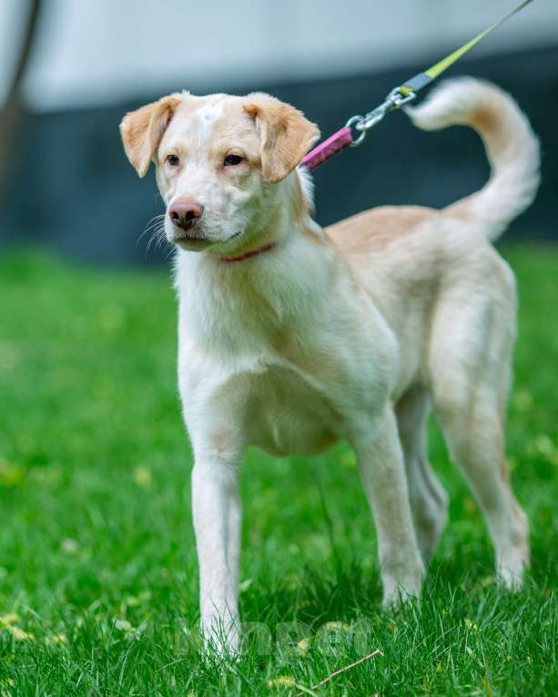 Собаки в Москве: Молоденькая девочка в дар Девочка, Бесплатно - фото 4