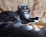 Кошки в Москве: Котенок Мейн кун Девочка, 30 000 руб. - фото 3
