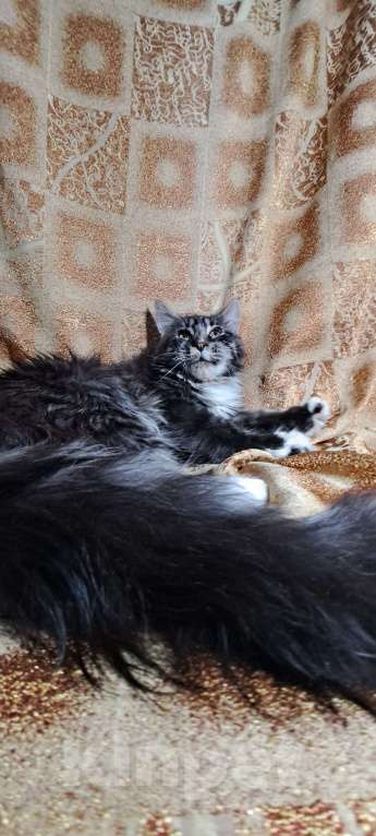 Кошки в Москве: Котенок Мейн кун Девочка, 30 000 руб. - фото 3